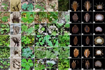 Plastid phylogenomics contributes to the taxonomic revision of taxa within the genus Sanicula L. and acceptance of two new members of the genus